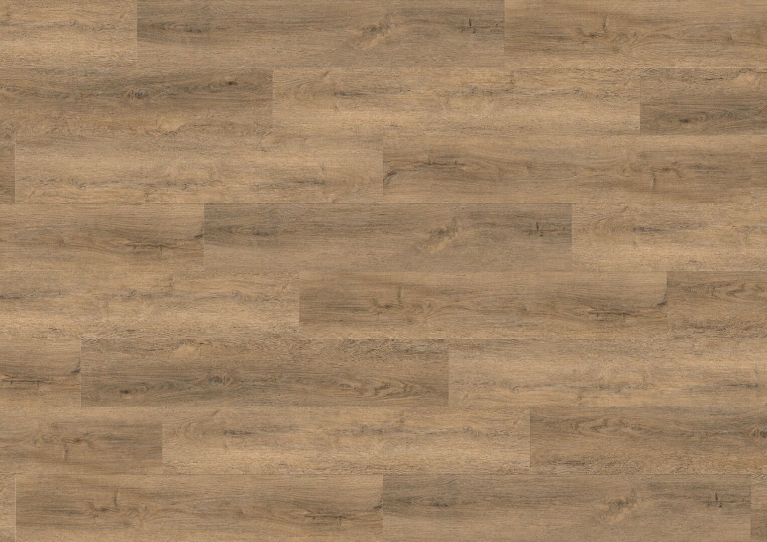 Dub Sophora